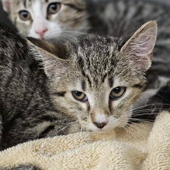Eliana -  Domestic Short Hair Cat for Adoption in Martinsville, Virginia - Eliana | PetCurious