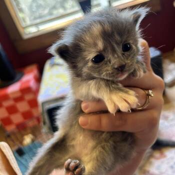 Kiwi -  Domestic Medium Hair Cat for Adoption in Durango, Colorado - Kiwi | PetCurious