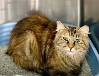 Abby -  Domestic Long Hair Cat for Adoption in Augusta, Georgia - Abby | PetCurious