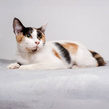 Rescue Domestic Short Hair Cats for Adoption in Pasadena, California - SASSY | PetCurious