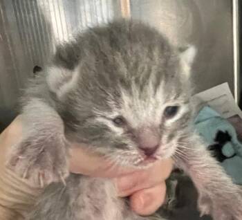 Domestic Short Hair Cats Available for Adoption - A649322 | PetCurious