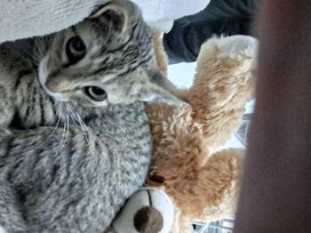 Eminem -  Domestic Short Hair Cat for Adoption in Lake Havasu City, Arizona - Eminem | PetCurious