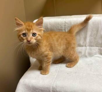 Gemini -  Domestic Short Hair Cat for Adoption in Maryville, Missouri - Gemini | PetCurious