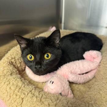 Stormy -  Domestic Short Hair Cat for Adoption in Blairsville, Georgia - Stormy | PetCurious