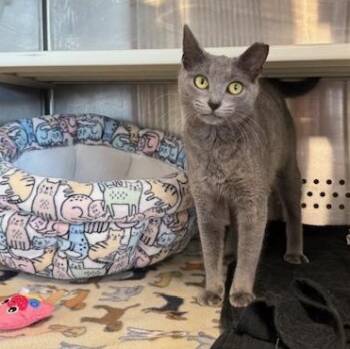 Domestic Short Hair Cats Available for Adoption in Sweetwater, Tennessee - Mini | PetCurious