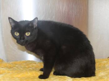 Domestic Medium Hair Cats Available for Adoption in Prattville, Alabama - Ebony - 43463 | PetCurious