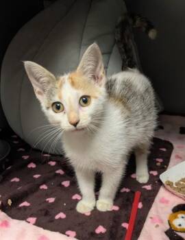 SEINE -  Domestic Short Hair Cat for Adoption in Leesburg, Virginia - SEINE | PetCurious