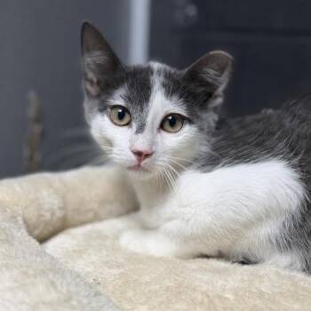 Jerry -  Domestic Short Hair Cat for Adoption in Edwardsville, Illinois - Jerry | PetCurious