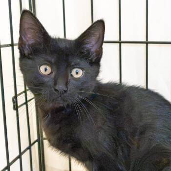 Silk -  Domestic Short Hair Cat for Adoption in South Elgin, Illinois - Silk | PetCurious