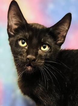 Gabe - Rancho Cucamonga PetSmart -  Domestic Short Hair Cat for Adoption in Yorba Linda, California - Gabe - Rancho Cucamonga PetSmart | PetCurious