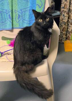 Blossom -  Domestic Long Hair Cat for Adoption in New Albany, Ohio - Blossom | PetCurious