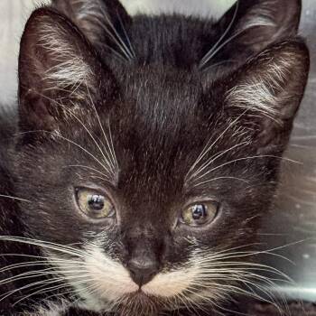 Kenzo -  Domestic Short Hair Cat for Adoption in Kennebunk, Maine - Kenzo | PetCurious