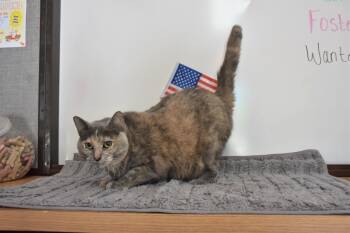 Charcoal -  Dilute Tortoiseshell Cat for Adoption in North Judson, Indiana - Charcoal | PetCurious