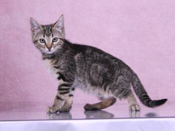 Pretzel -  Domestic Short Hair and Tabby Cat for Adoption in Tuscaloosa, Alabama - Pretzel | PetCurious