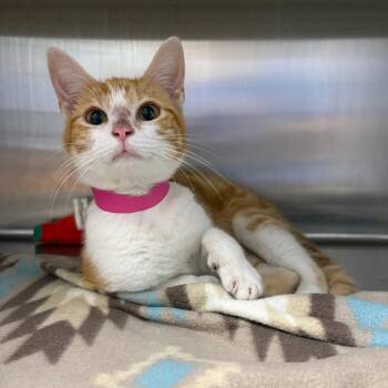 Domestic Short Hair Cats Available for Adoption in Auburn, Alabama - Ada | PetCurious