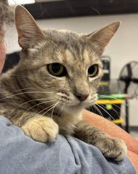 Tabby Cats Available for Adoption in Napa, California - Rose 3 (BC) | PetCurious