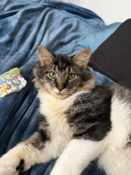 Gibson -  Domestic Long Hair Cat for Adoption in Milltown, New Jersey - Gibson | PetCurious