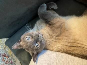Siamese Cats Available for Adoption in Columbia, South Carolina - Teeter | PetCurious