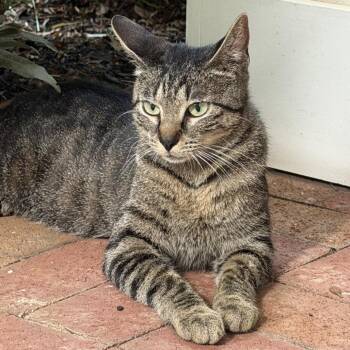 Mama -  Domestic Short Hair Cat for Adoption in Huntsville, Alabama - Mama | PetCurious