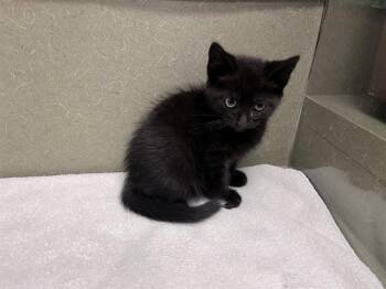 Domestic Short Hair Cats Available for Adoption in Moreno Valley, California - A550925 | PetCurious