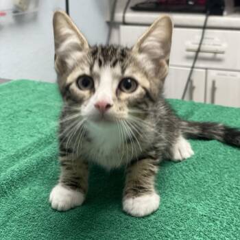 Sweets -  Domestic Short Hair Cat for Adoption in Riverside, California - Sweets | PetCurious