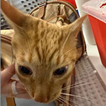 Domestic Short Hair Cats Available for Adoption in Midland, Texas - Monkey | PetCurious