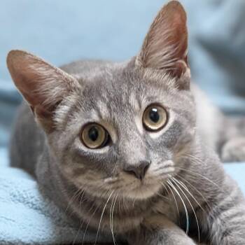 Seymour -  Domestic Short Hair Cat for Adoption in Jefferson, Wisconsin - Seymour | PetCurious