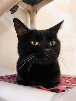 Domestic Short Hair Cats Available for Adoption - Tweetie | PetCurious