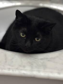 Draco -  Domestic Short Hair Cat for Adoption in Ben Avon, Pennsylvania - Draco | PetCurious