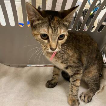 Akilah -  Domestic Short Hair Cat for Adoption in Memphis, Tennessee - Akilah | PetCurious