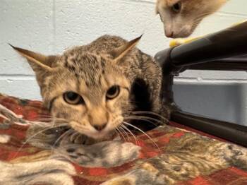 Domestic Short Hair Cats Available for Adoption - FUZZY PEA | PetCurious