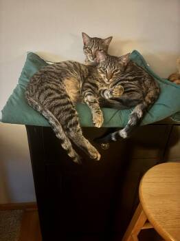 Domestic Short Hair Cats Available for Adoption in Minneapolis, Minnesota - Peanut / Ollie | PetCurious