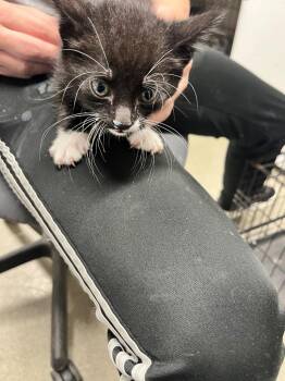 Domestic Short Hair Cats Available for Adoption in Hopkinsville, Kentucky - Jinx | PetCurious