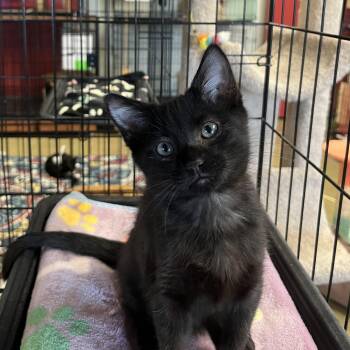 Echo -  Domestic Medium Hair Cat for Adoption in Hillsboro, Texas - Echo | PetCurious