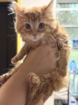 Domestic Long Hair and Domestic Short Hair Cats Available for Adoption in Memphis, Tennessee - Drift | PetCurious
