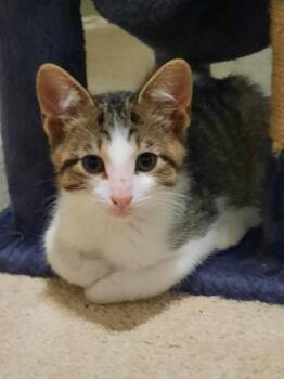 Domestic Short Hair Cats Available for Adoption in Wheaton, Illinois - Duckling | PetCurious