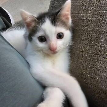 Cookies -  Domestic Short Hair Cat for Adoption in Mentor, Ohio - Cookies | PetCurious