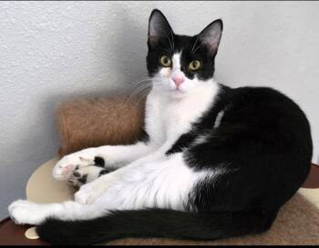 Egyptian Mau Cats Available for Adoption - Nova | PetCurious