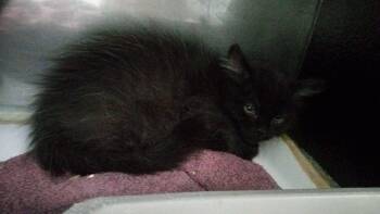 Galileo -  Domestic Medium Hair Cat for Adoption in Burgaw, North Carolina - Galileo | PetCurious