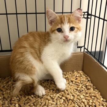 Slim Jim Phantom -  Domestic Short Hair Cat for Adoption in La Grange, Kentucky - Slim Jim Phantom | PetCurious