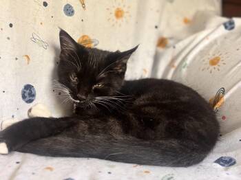 Zoe -  Domestic Short Hair Cat for Adoption in Everettville, West Virginia - Zoe | PetCurious