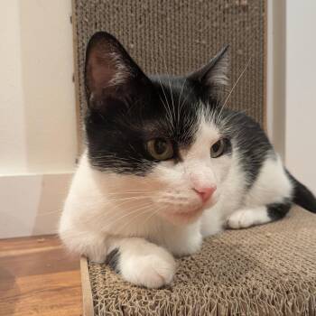 Minnie -  Domestic Short Hair Cat for Adoption in Los Angeles, California - Minnie | PetCurious