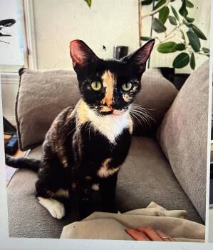 Domestic Short Hair Cats Available for Adoption in South Pasadena, California - Rose | PetCurious