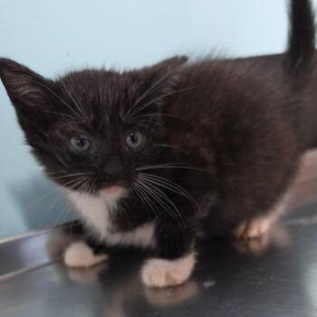 Bryce -  Domestic Short Hair Cat for Adoption in Jefferson City, Tennessee - Bryce | PetCurious