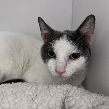 Pansy -  Domestic Short Hair Cat for Adoption in Kanab, Utah - Pansy | PetCurious