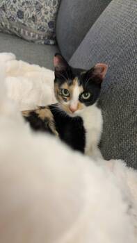 Rescue Calico Cats for Adoption in Memphis, Tennessee - Marmalade | PetCurious