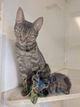 Tabby Cats Available for Adoption - Nefiti | PetCurious