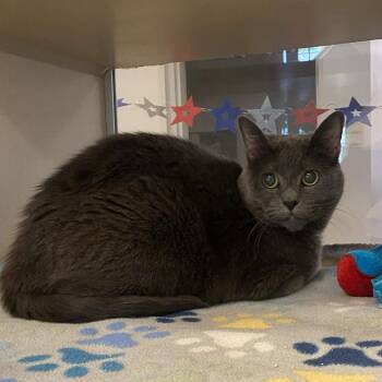 Sugar -  Domestic Short Hair Cat for Adoption in Gloucester, Virginia - Sugar | PetCurious