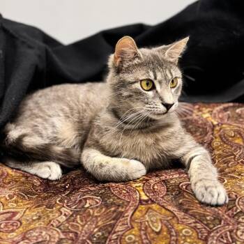 Domestic Short Hair Cats Available for Adoption in Syosset, New York - Sabrina | PetCurious