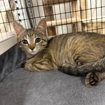 Dolly - Kuykendahl Petsmart -  Tabby and Domestic Short Hair Cat for Adoption in Spring, Texas - Dolly - Kuykendahl Petsmart | PetCurious